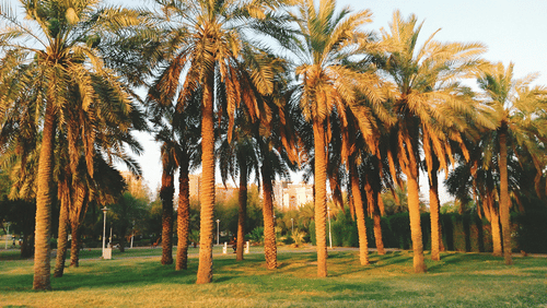 A row of tall palm trees with fronds are bathed in sunlight in a grassy field.