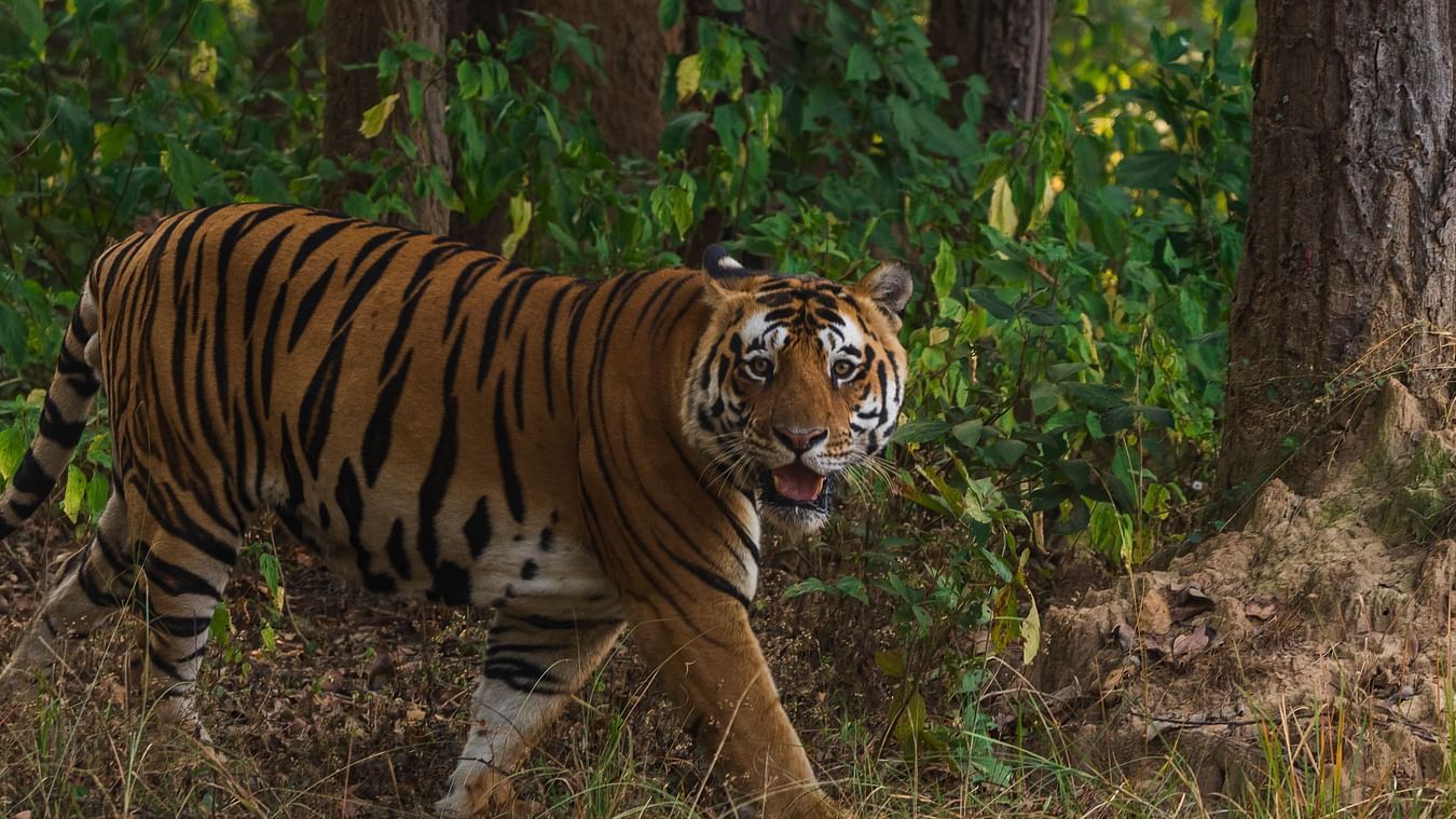 A majestic Bengal tiger walking through a dense forest, glancing back with a striking gaze amidst tall trees and lush greenery