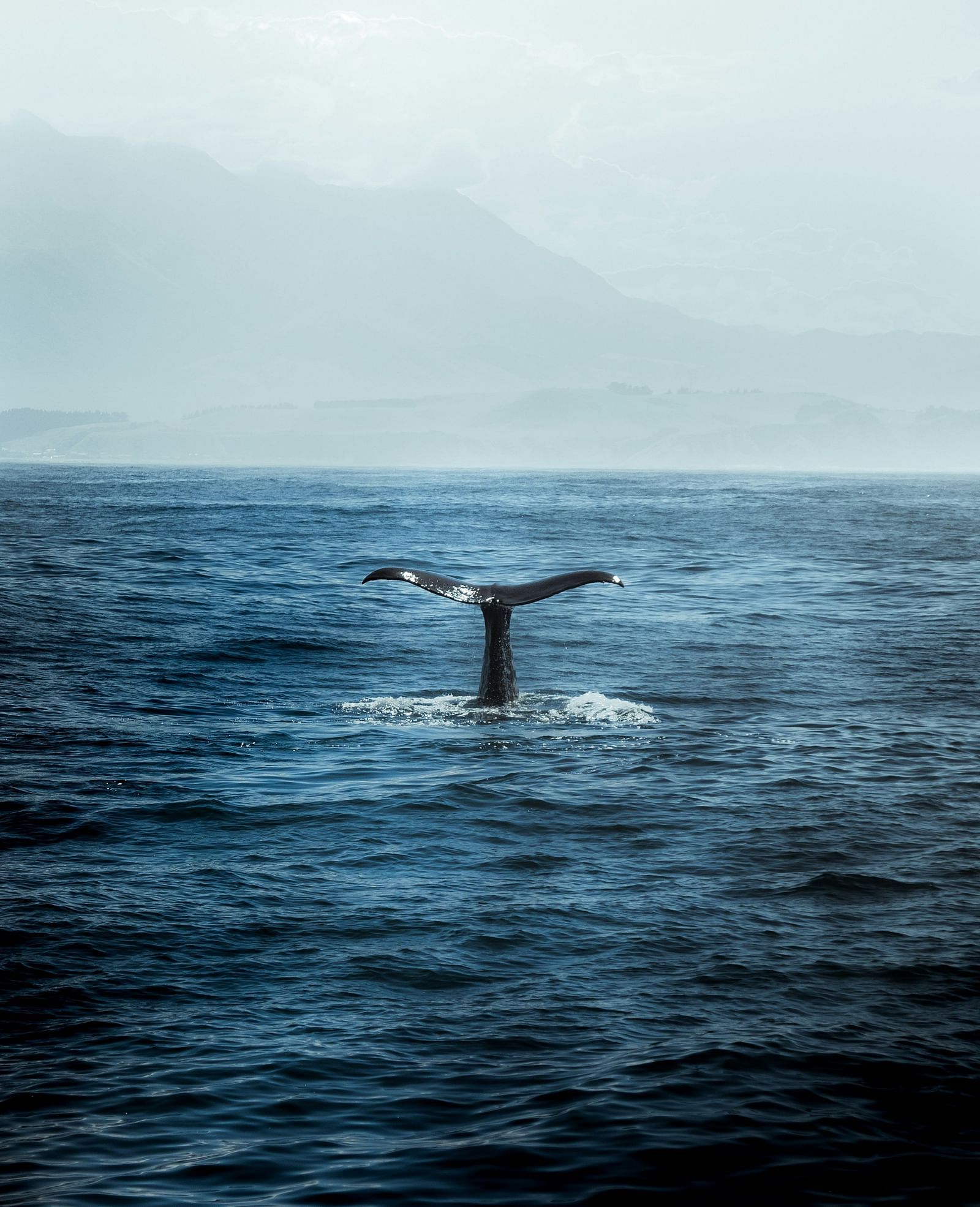 A whale diving back into the dark blue sea with its tail still seen above the water
