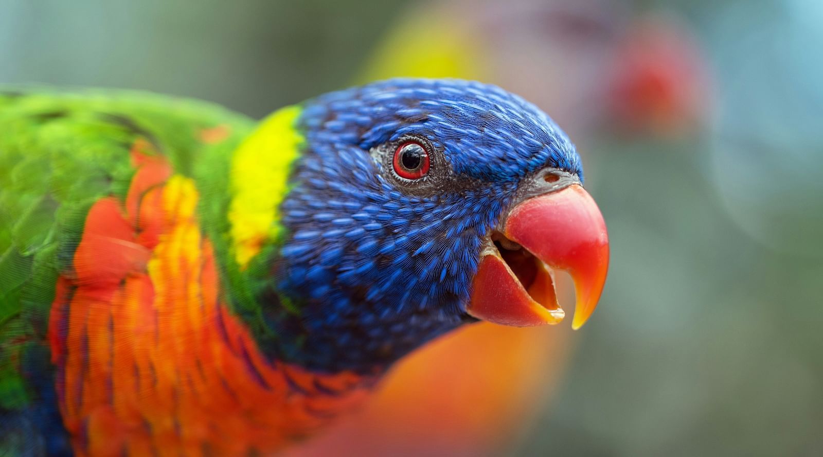 david-clode-viaVyC8dL4A-unsplash