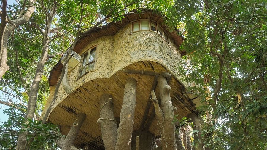A structure built into a tall tree, surrounded by foliage, natural lighting - The Den Corbett Resort & Spa, Kumeria.