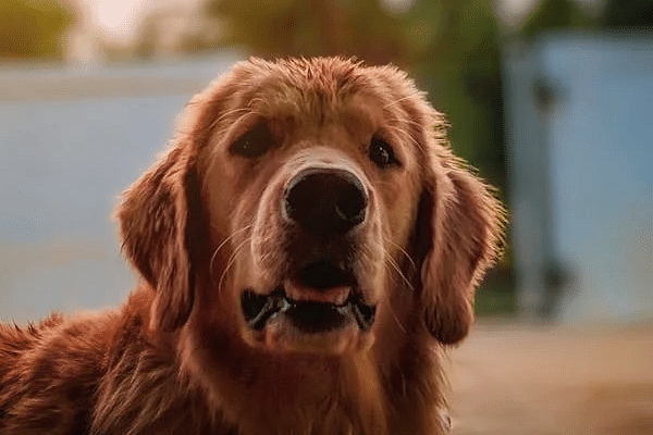 A dog with floppy ears looks directly at the viewer with its mouth slightly open in an outdoor setting.