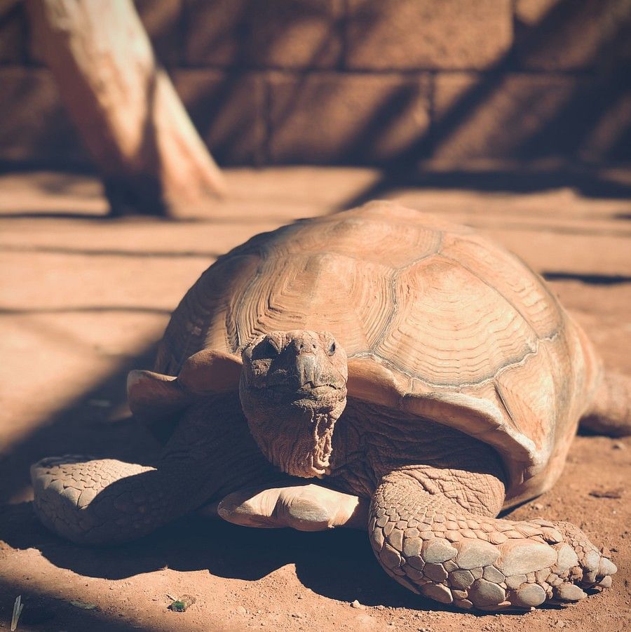 turtle