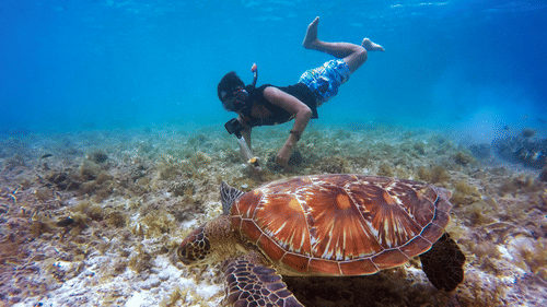 A person snorkelling underwater alongside a turtle with vegetation on the floor.