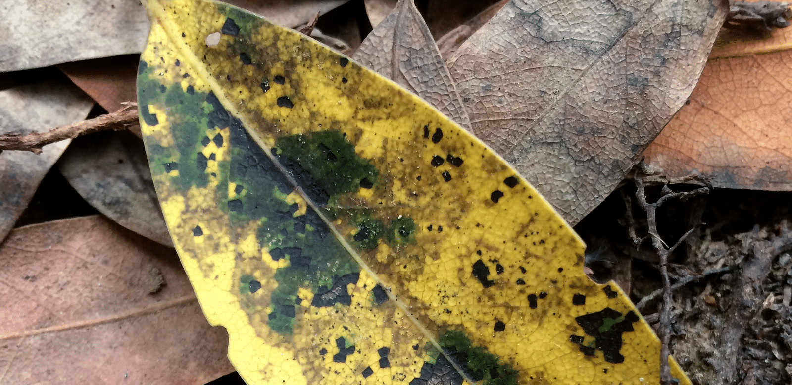 A fallen leaf on the forest floor, surrounded by dry leaves and twigs in Hendy Woods.