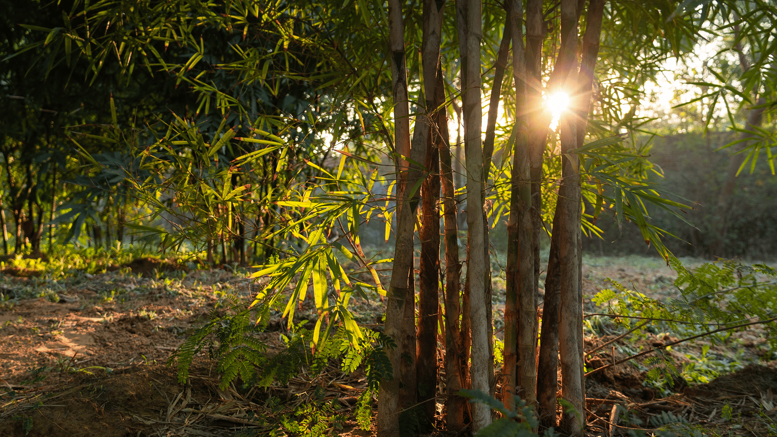 bamboo-forest-5