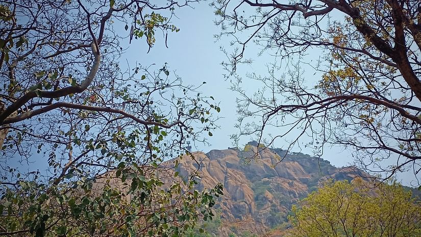 view of a rocky hill from behind branches of trees