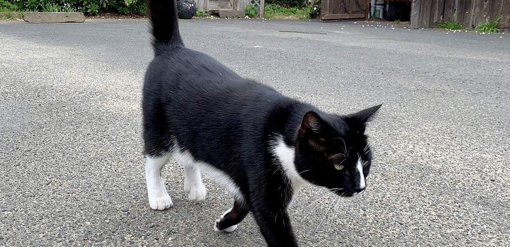 A black and white cat walking on a paved surface with buildings and foliage in the background. 