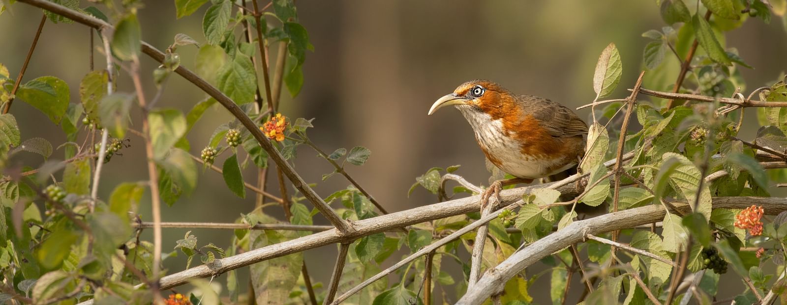 An imagfe featuring a small bird perched on a branch, captured in the daylight.