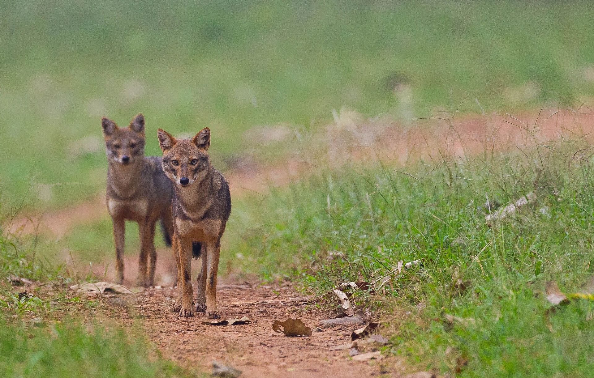 Jackals Nagarahole-6199a