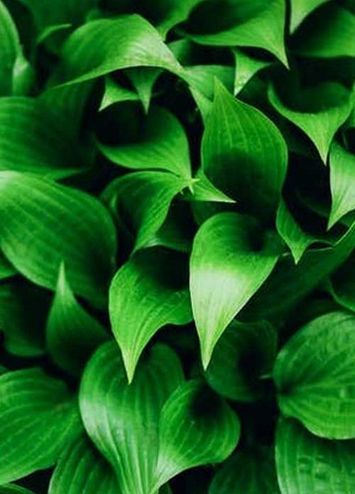 Vibrant green leaves in close-up, highlighting their fresh and lush texture