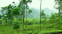 Central Hotels  darjeeling tea and its tea gardens central hotel resort darjeeling