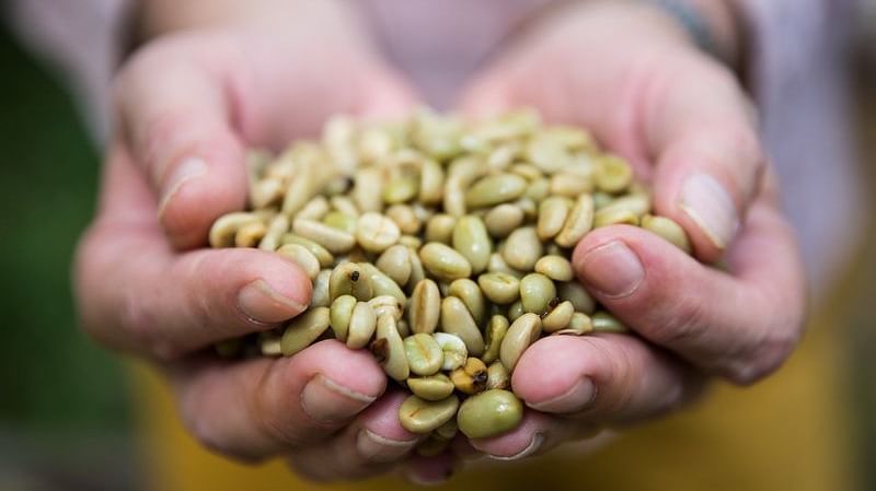 VPC-Sinouk-coffee-plantation-27 resize