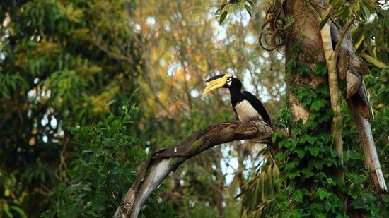 Malabar pied hornbill Bird sitting in the tree