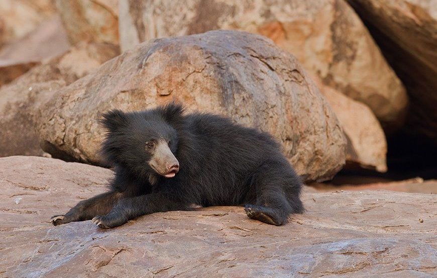 Sloth bear cub in Hampi's Daroji Sanctuary