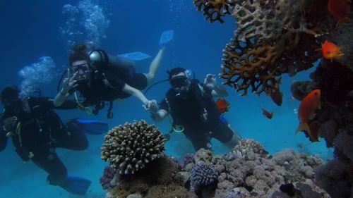 A group of divers exploring a coral reef