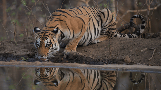 A Bengal tiger kneeling and drinking water from a waterbody