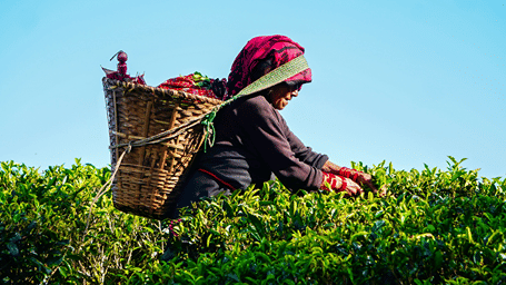 Local tea worker harvesting tea leaves in a lush tea garden.