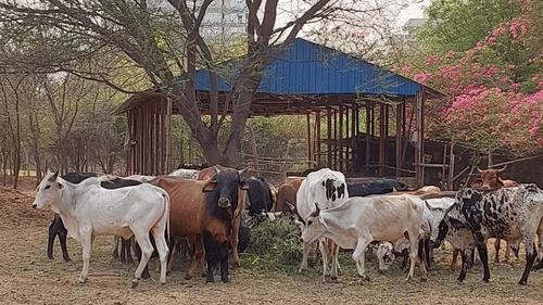 many animals in front of a tree while trodding on a mud ground - Karma Lakelands.