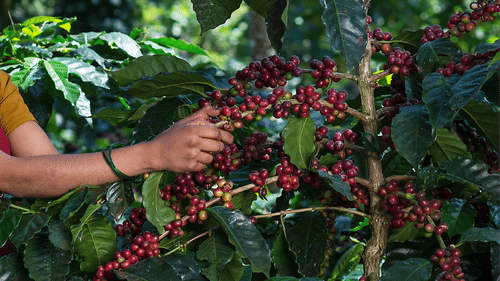 a person examining coffee plants on a sunny day
