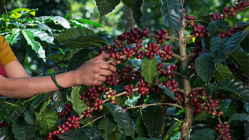 a person examining coffee plants on a sunny day