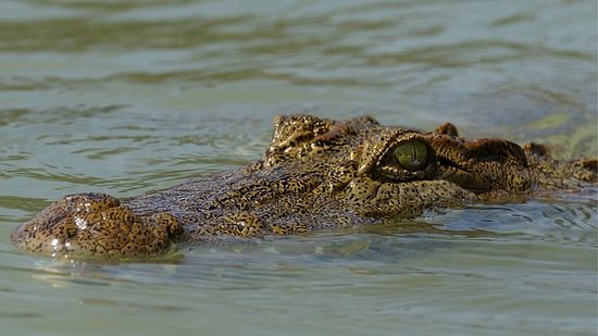 Crocodile inside water just his eyes and small part of his face above water