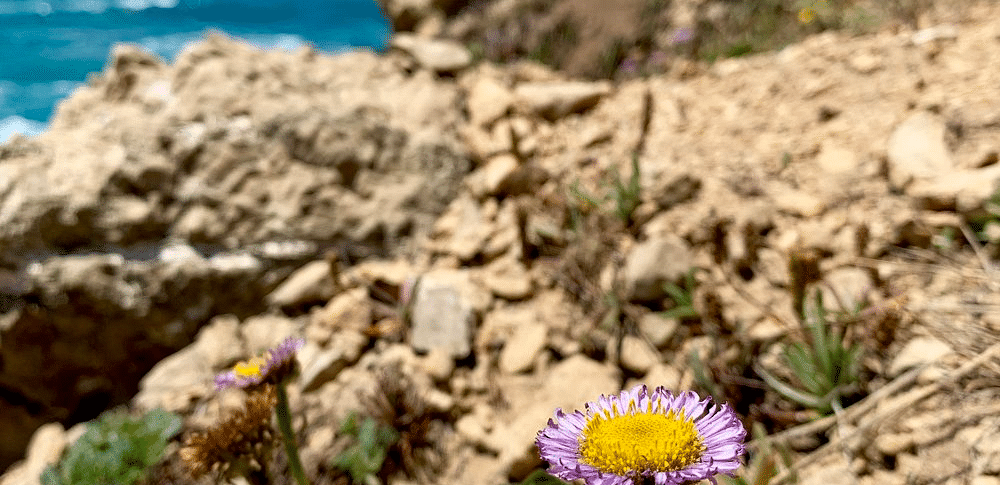 A flower grows on a rocky cliffside, with a body of water and a hillside in the background.