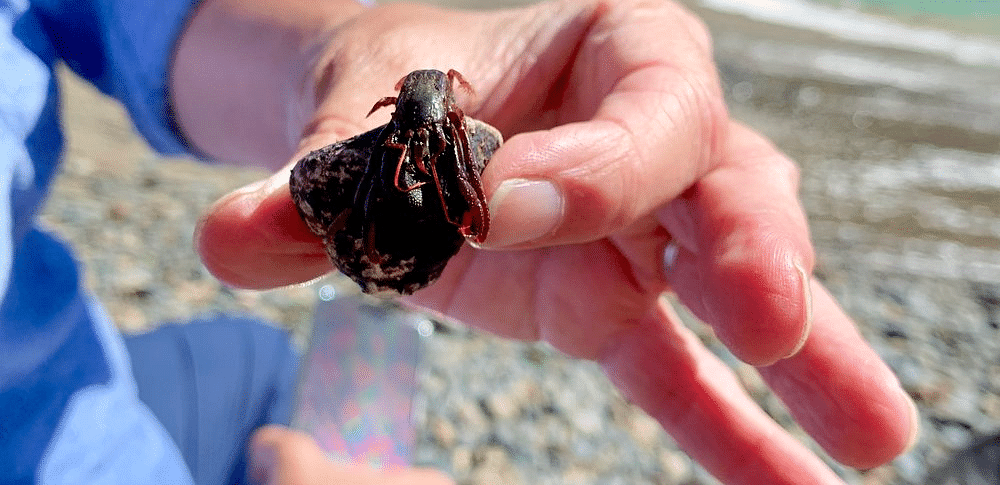 A person holds a small object in their hand against a backdrop of a rocky beach and cliffside.