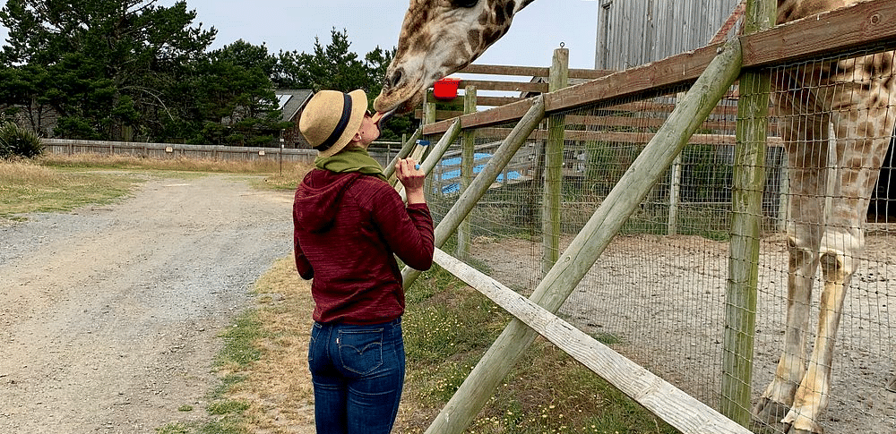 A person stands near a fence, holding up a device towards a giraffe leaning over the fence.