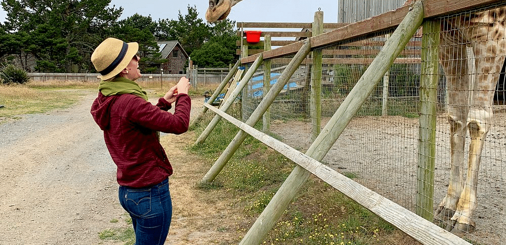 A person stands near a fence, holding up a device towards a giraffe leaning over the fence.