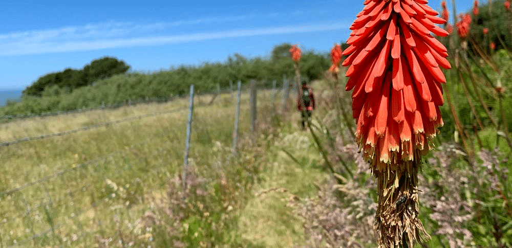 A tall, textured flower stands in a field with a path leading towards a distant figure under a partly cloudy sky.