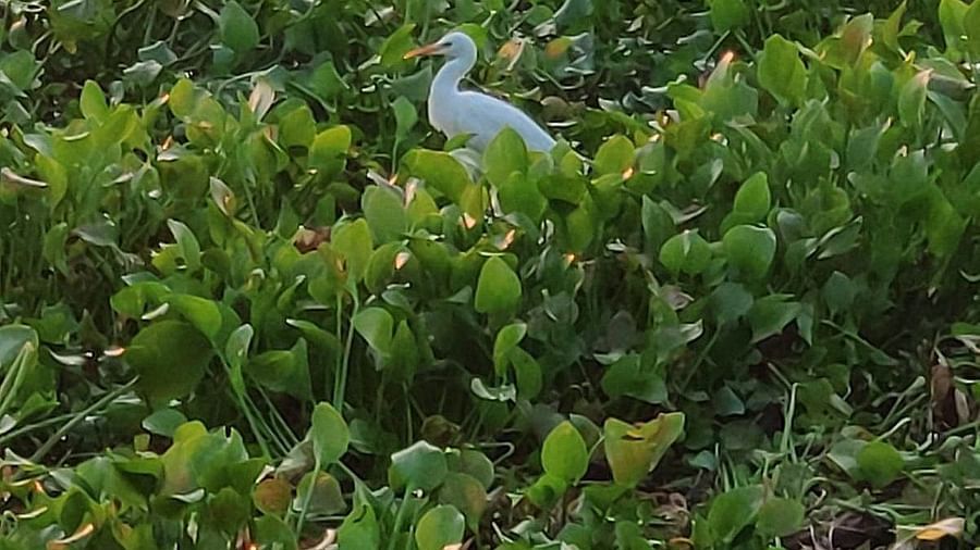White cattle egret resting on plants floating on water - Rhythm Kumarakom
