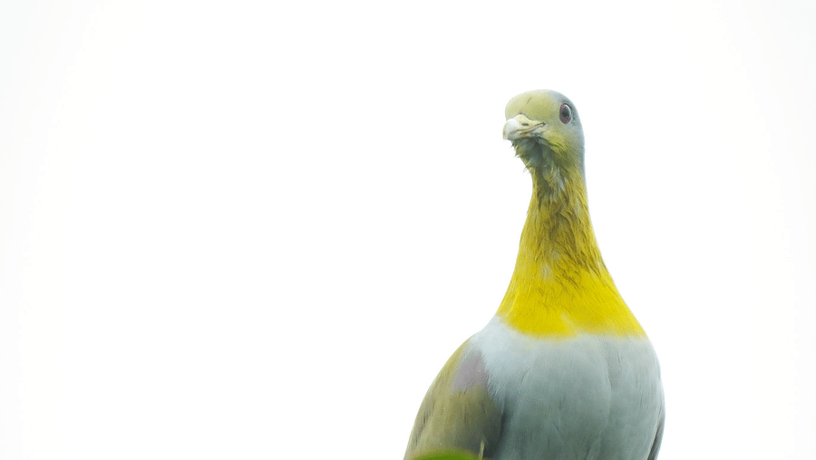 A yellow-throated bird perched atop a tropical tree at Rhino & River Wildlife Retreat & Spa, Pobitora
