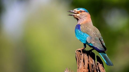 Indian roller sitting on a tree stump