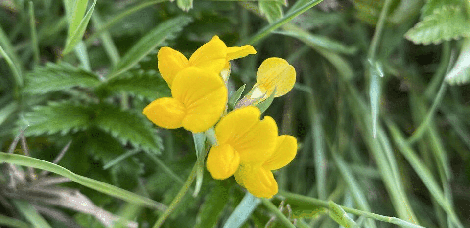 A flower growing in a grass field