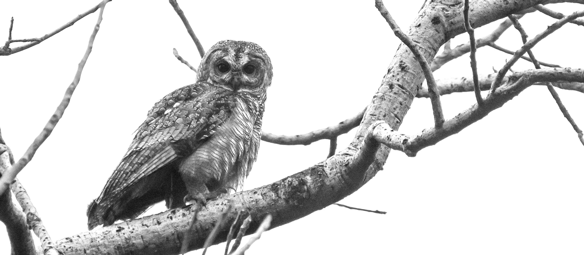 Mottled wood owl 2