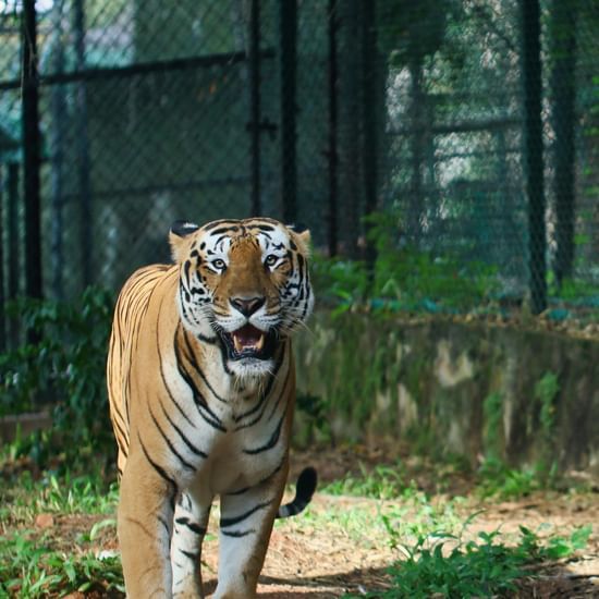 A Bengal tiger walking inside an enclosure with greenery around.