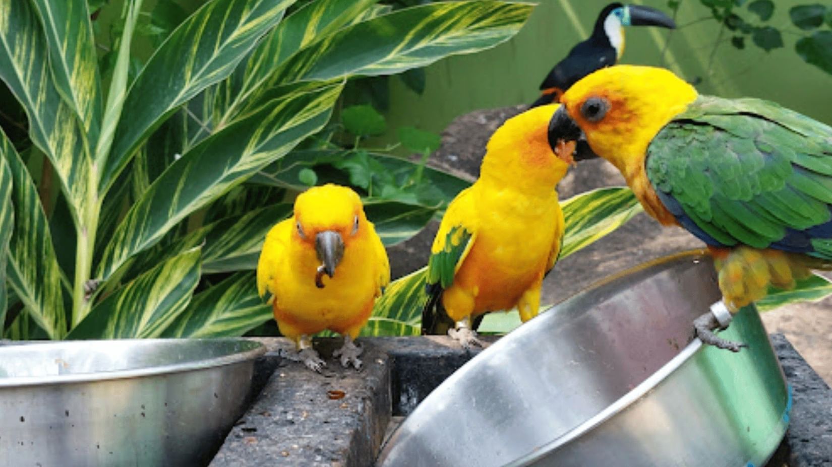 Two yellow and green parrots perched on a metal feeder surrounded by plants.