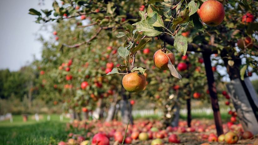 Apple Orchard