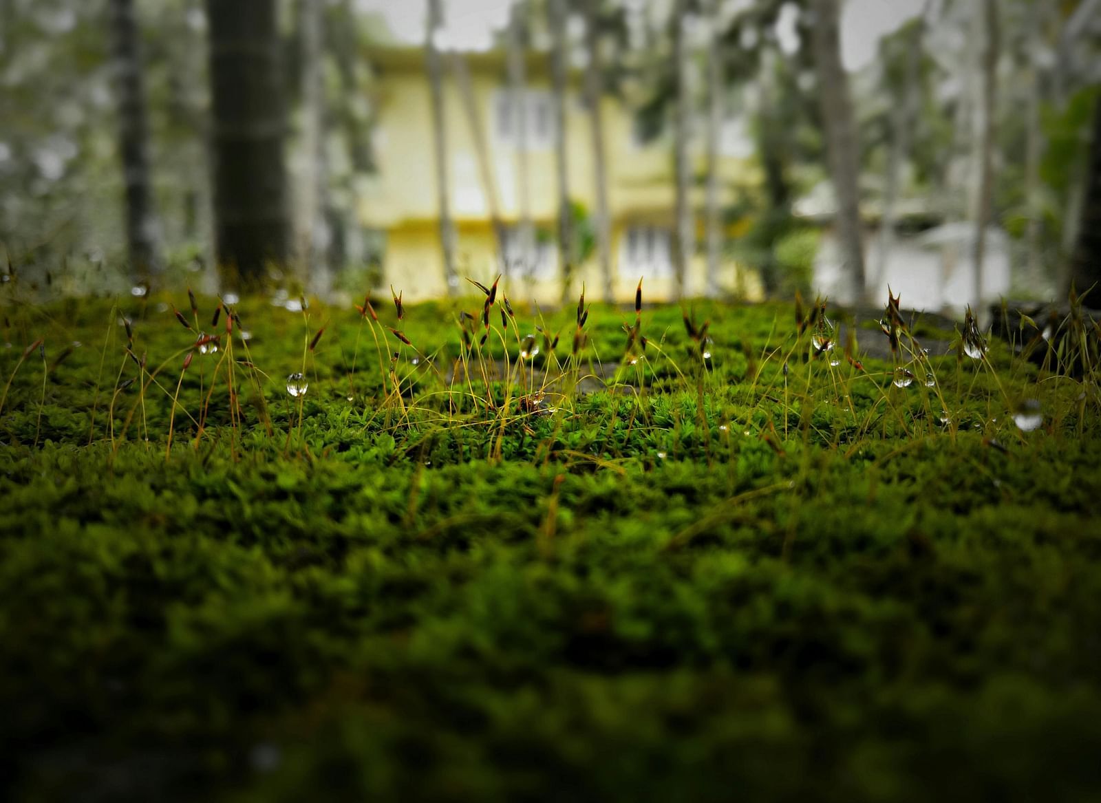 A close up view of grass in a lawn with a building in the backdrop