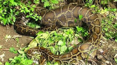 A photo of a python on rock formation with plants growing on it.