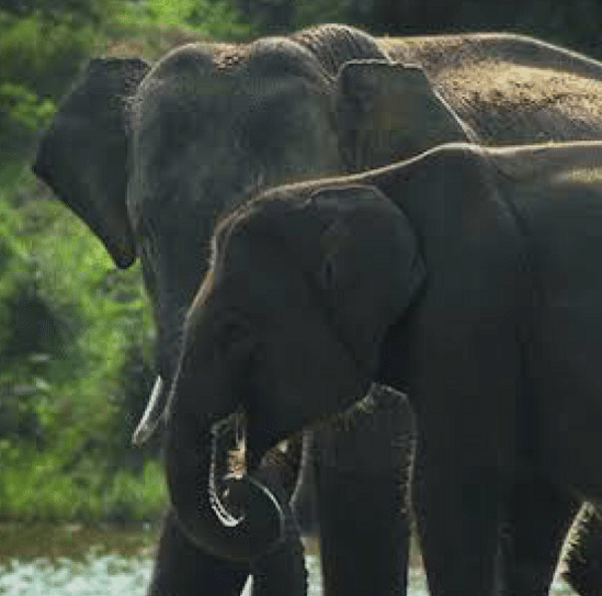 Mother and baby Elephant