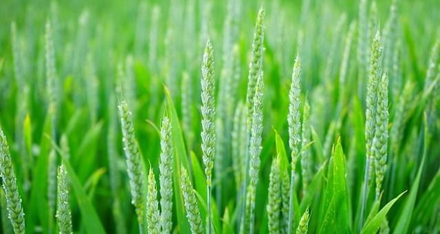 Fresh green wheat plants growing in a field.