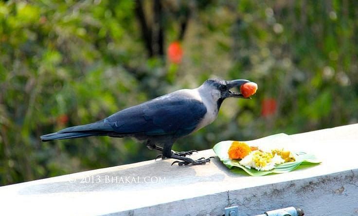 Crow holding a fruit with its beak