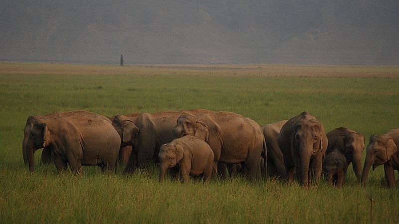 Elephant Herd at Corbett National Park near Infinity Resorts Corbett