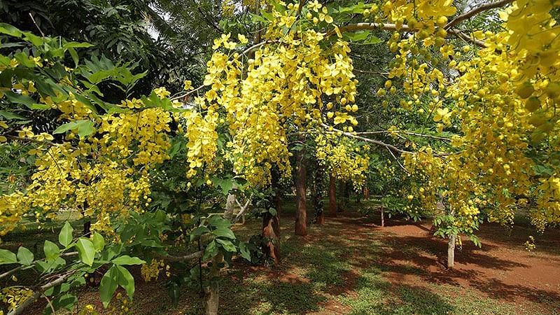 Yellow flowering trees in a garden, natural setting, sunlight.
