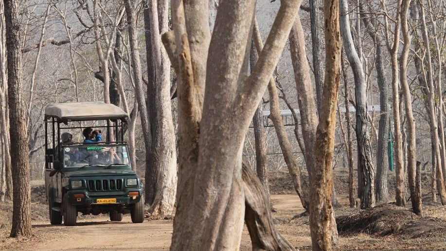 Jeep safari vehicle with tourists in a dry forest.