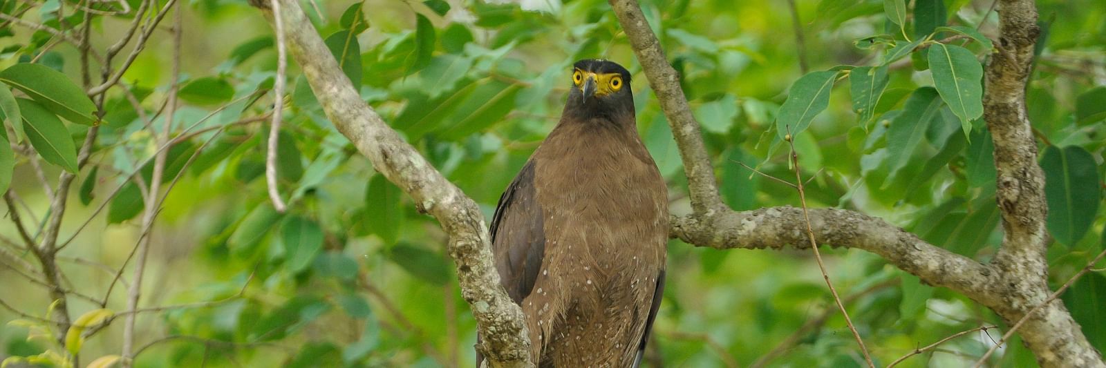 A solitary bird sitting on a branch of a tree in Tadoba National Park at Trees N Tigers, Tadoba.