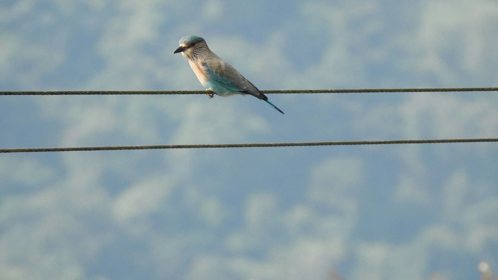 a close up shot of a bird sitting on a wire with the background blurred