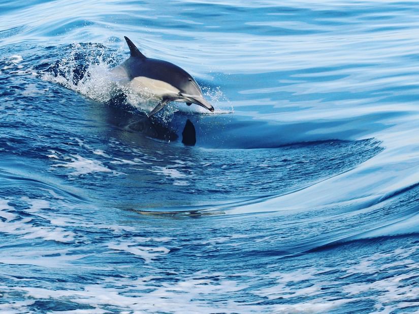 Dolphin Watching